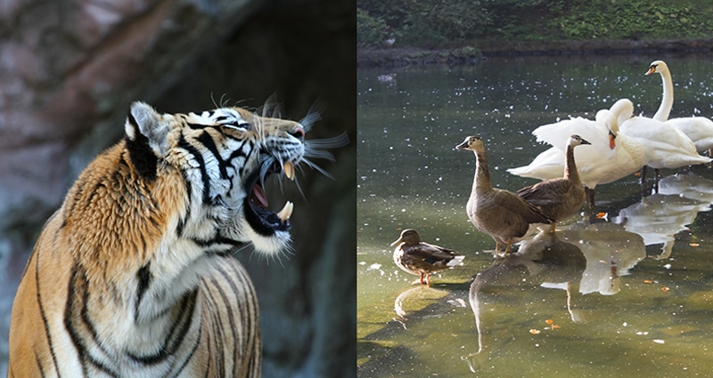 Tiger growling at ducks in a pond
