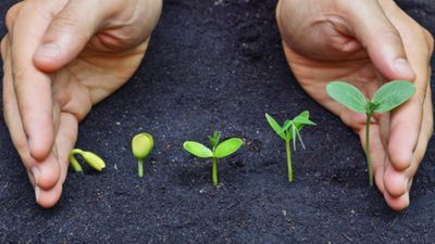 Seedlings maturing into plants